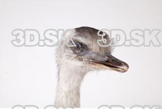 Emus head photo reference 0028